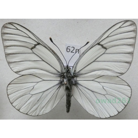 Aporia crataegi (Linnaeus, 1758) male Niestrzęp głogowiec Poland62n